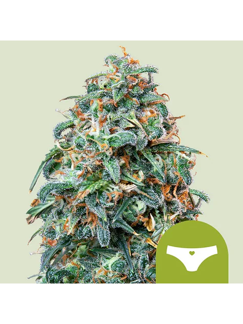 SHERBET QUEEN USA PREMIUM AUTO X1 - ROYAL QUEEN SEEDS 1