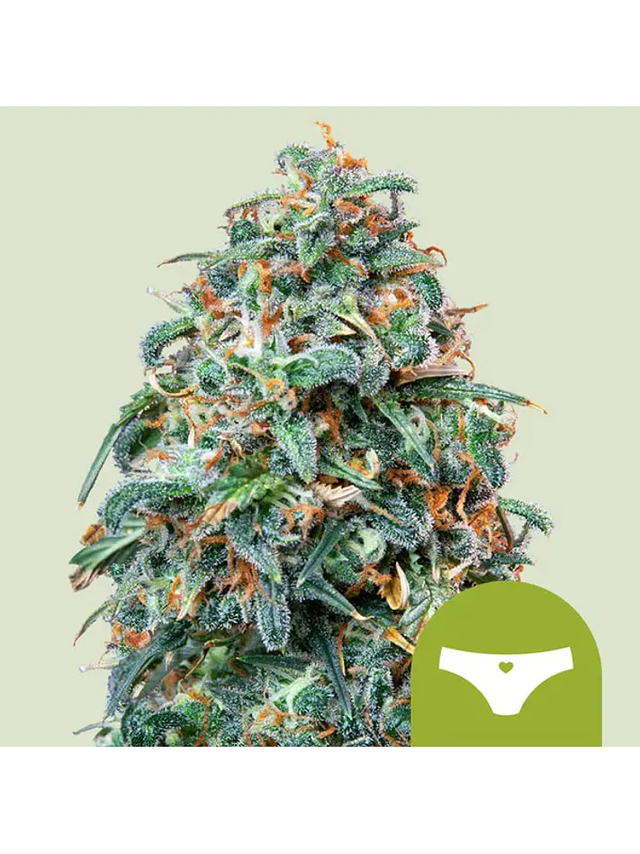 SHERBET QUEEN USA PREMIUM AUTO X1 - ROYAL QUEEN SEEDS 1