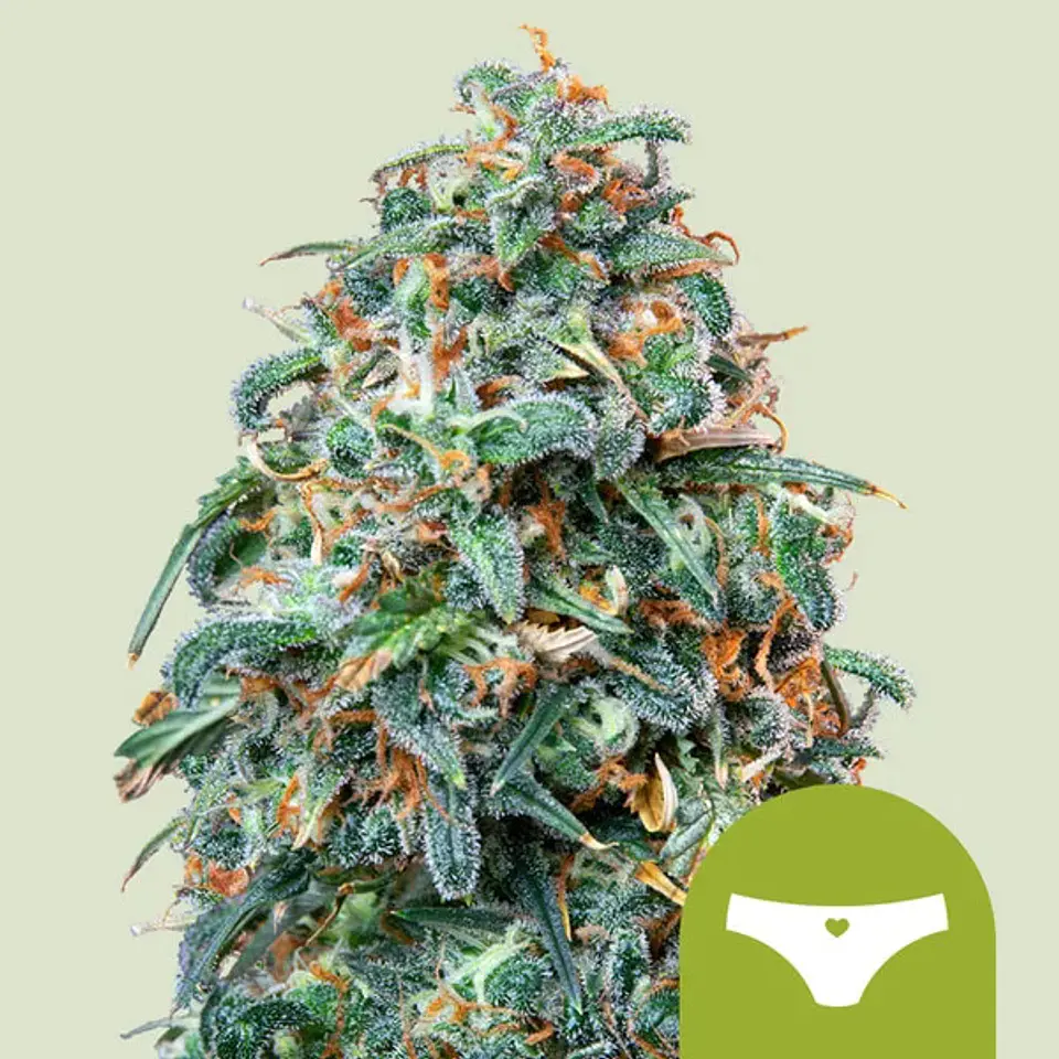 SHERBET QUEEN USA PREMIUM AUTO X1 - ROYAL QUEEN SEEDS 1
