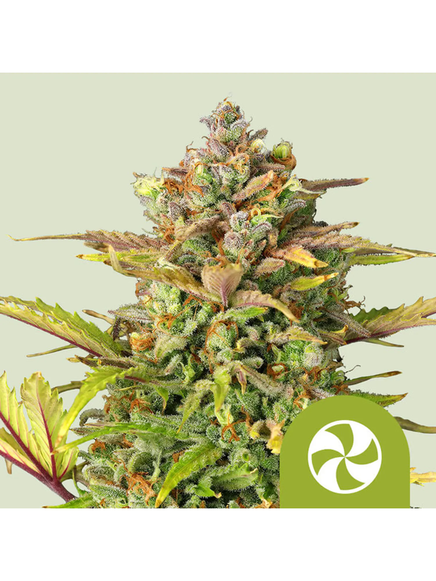 SWEET ZZ USA PREMIUM AUTO X1 - ROYAL QUEEN SEEDS 1