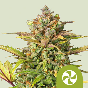 SWEET ZZ USA PREMIUM AUTO X1 - ROYAL QUEEN SEEDS