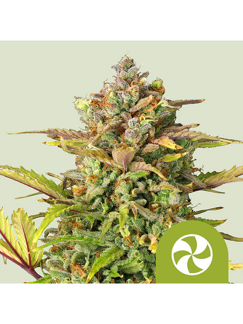 SWEET ZZ USA PREMIUM AUTO X1 - ROYAL QUEEN SEEDS 1