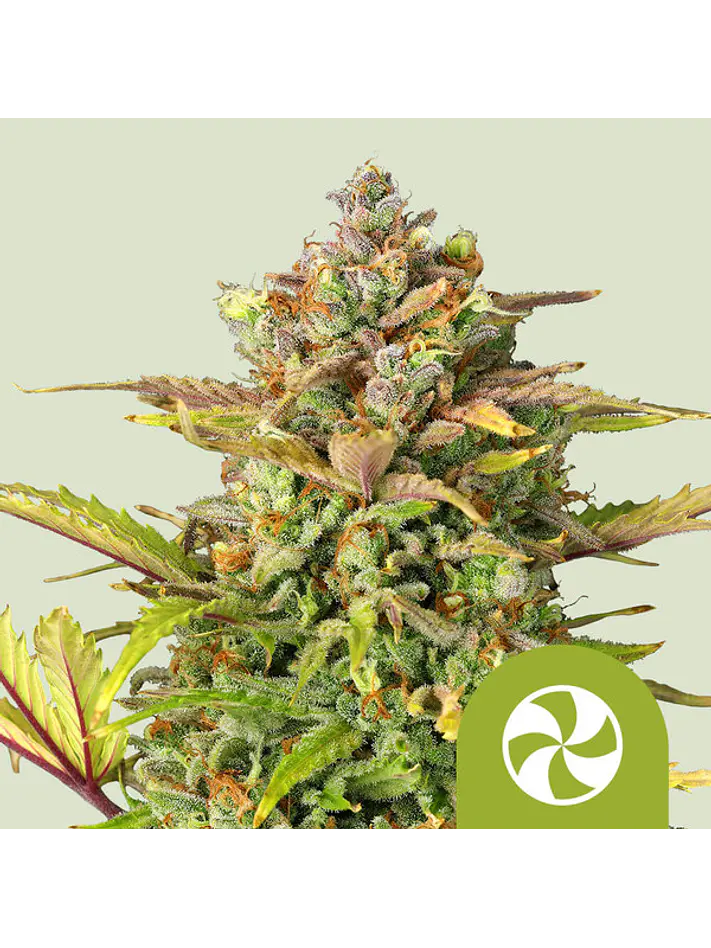 SWEET ZZ USA PREMIUM AUTO X1 - ROYAL QUEEN SEEDS 1