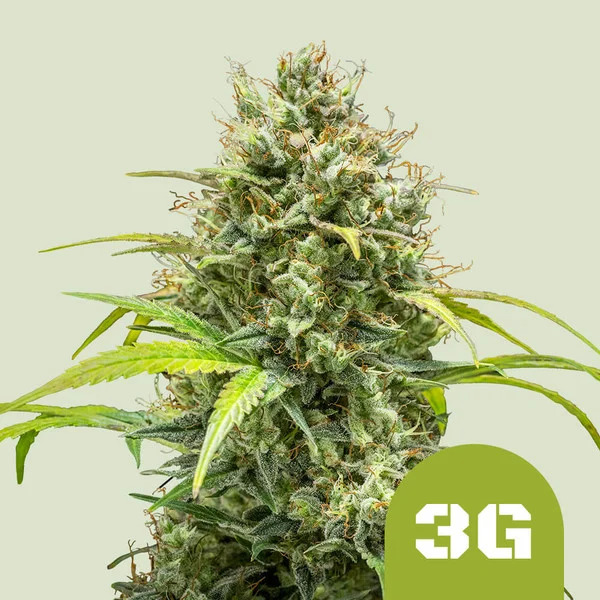 TRIPLE G AUTO X1 - ROYAL QUEEN SEEDS 1