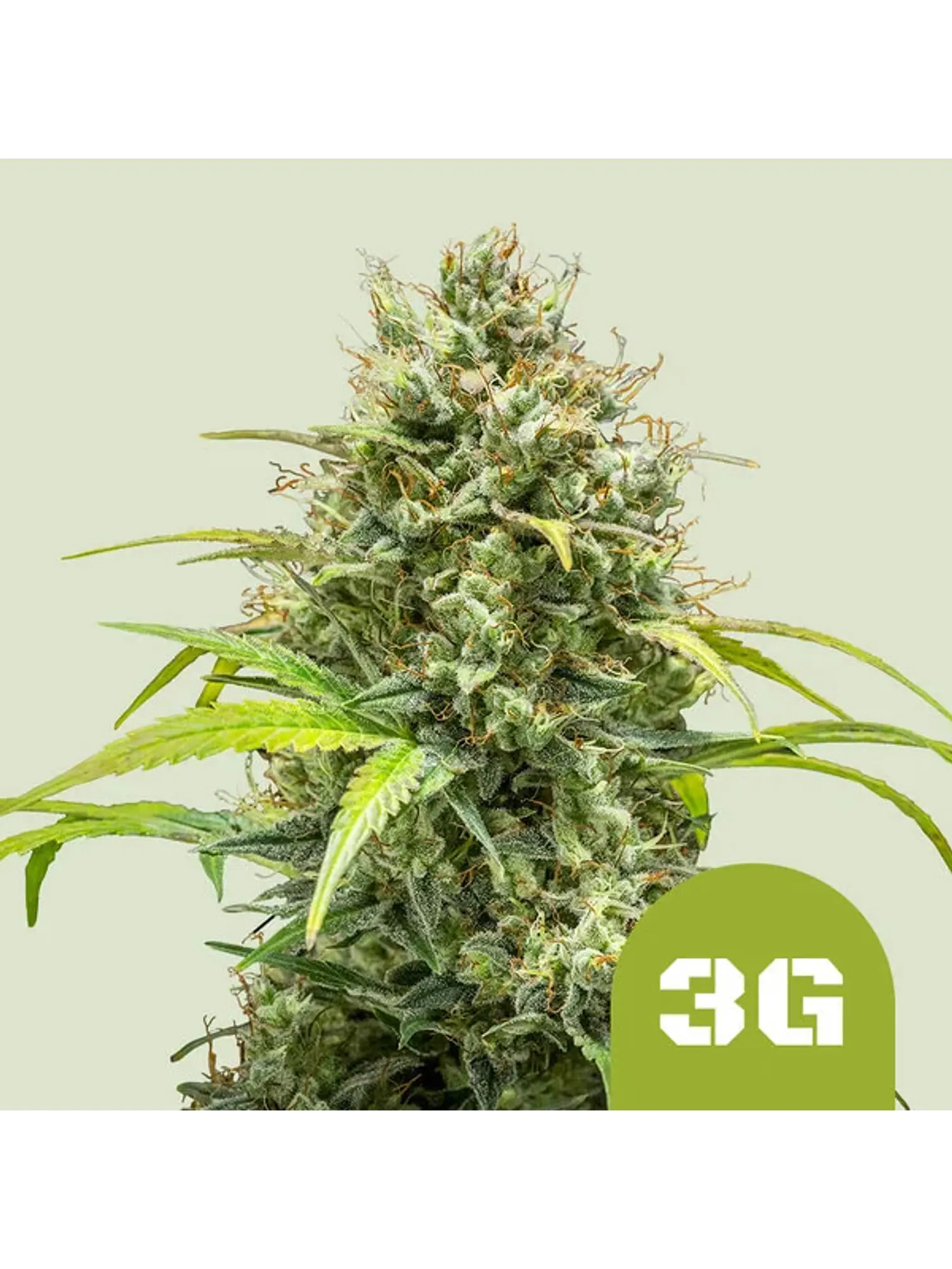 TRIPLE G AUTO X1 - ROYAL QUEEN SEEDS 1