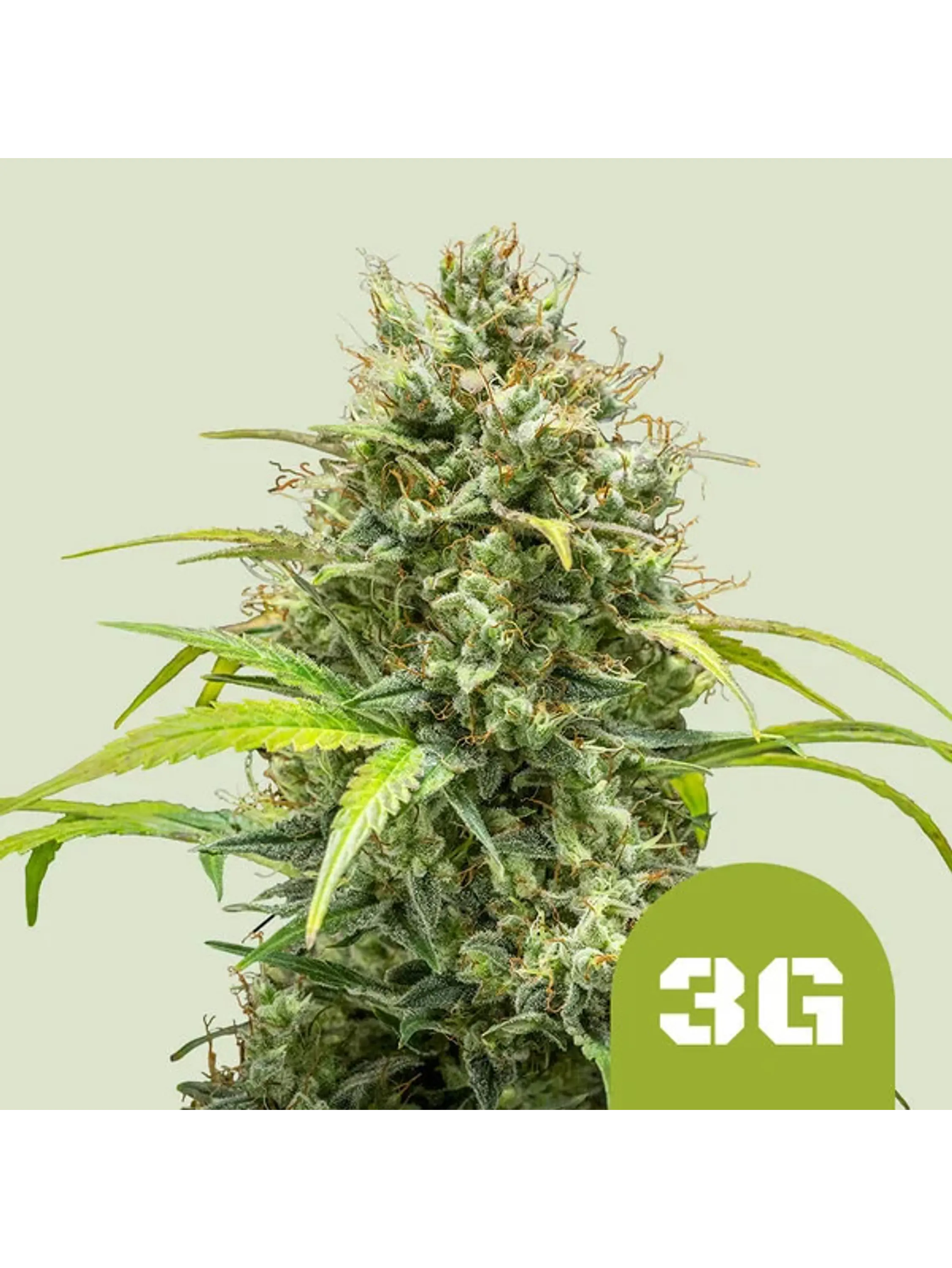 TRIPLE G AUTO X1 - ROYAL QUEEN SEEDS 1