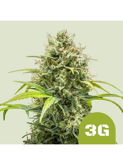 TRIPLE G AUTO X1 - ROYAL QUEEN SEEDS 1