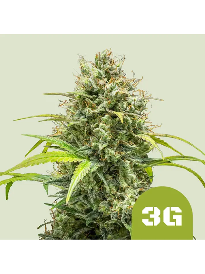 TRIPLE G AUTO X1 - ROYAL QUEEN SEEDS 1