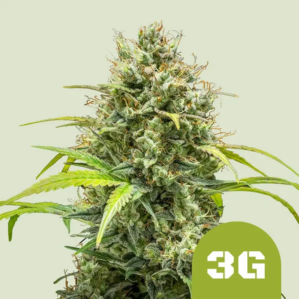 TRIPLE G AUTO X1 - ROYAL QUEEN SEEDS 1