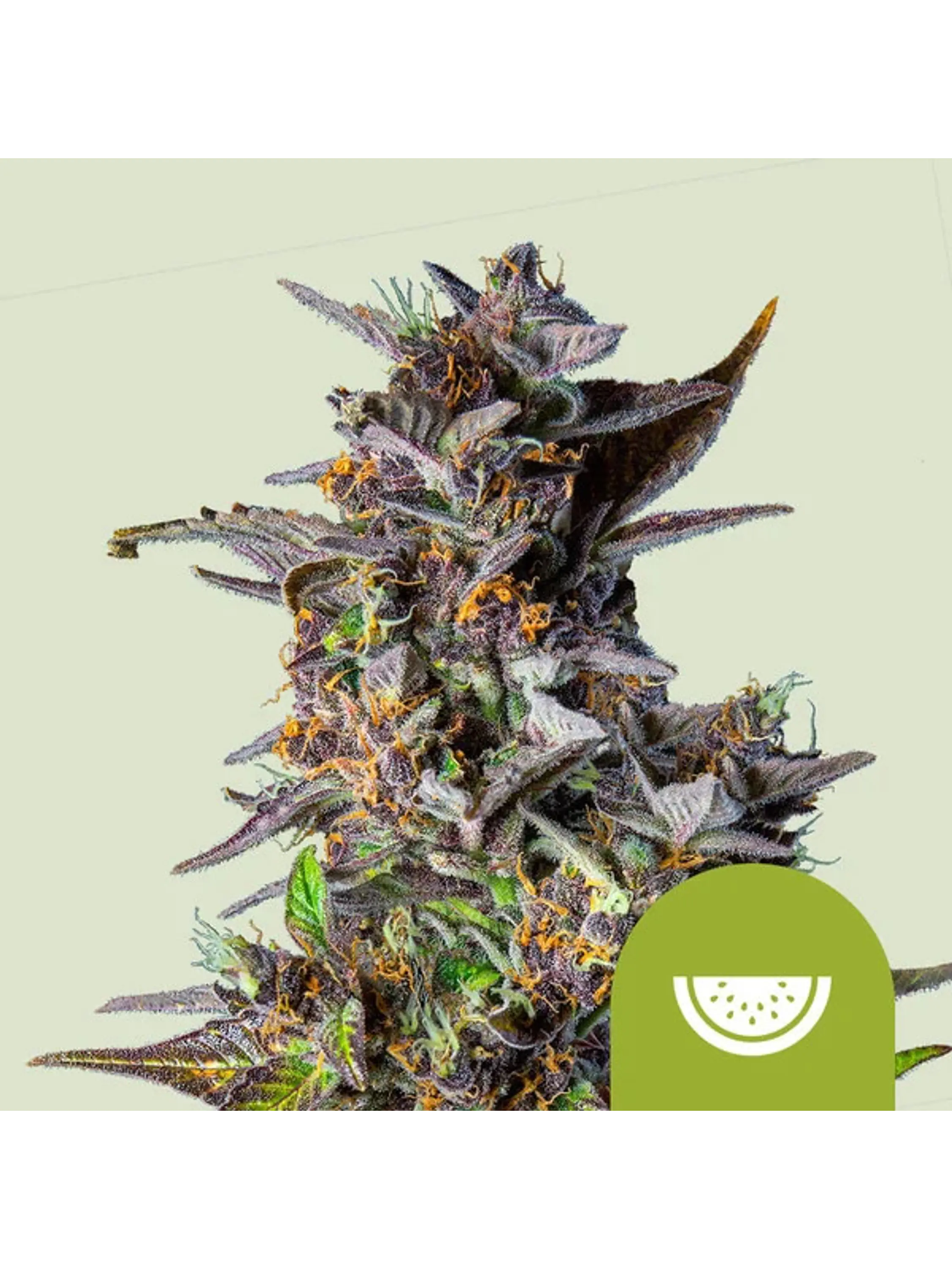 WATERMELON USA PREMIUM AUTO X1 -ROYAL QUEEN SEEDS 1