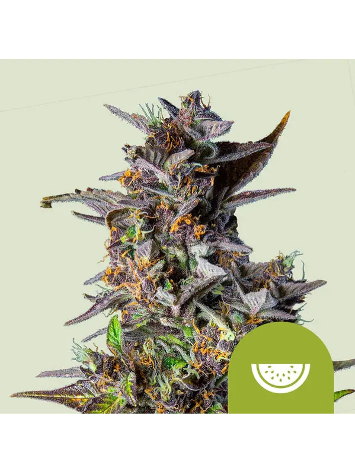 WATERMELON USA PREMIUM AUTO X1 -ROYAL QUEEN SEEDS 1