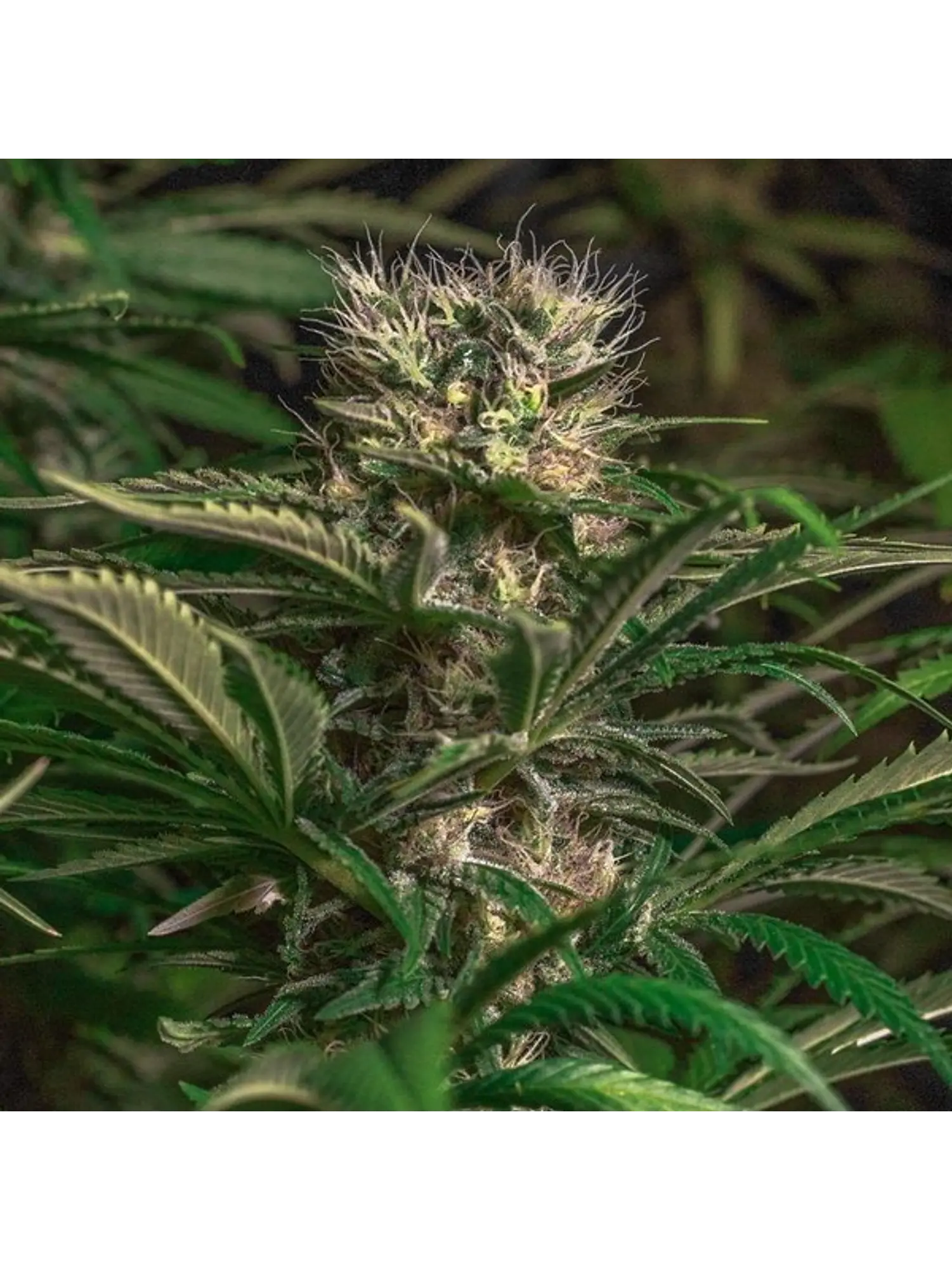 BLUE MAGIC FEM X3 - SPANISH PASSION SEEDS 1
