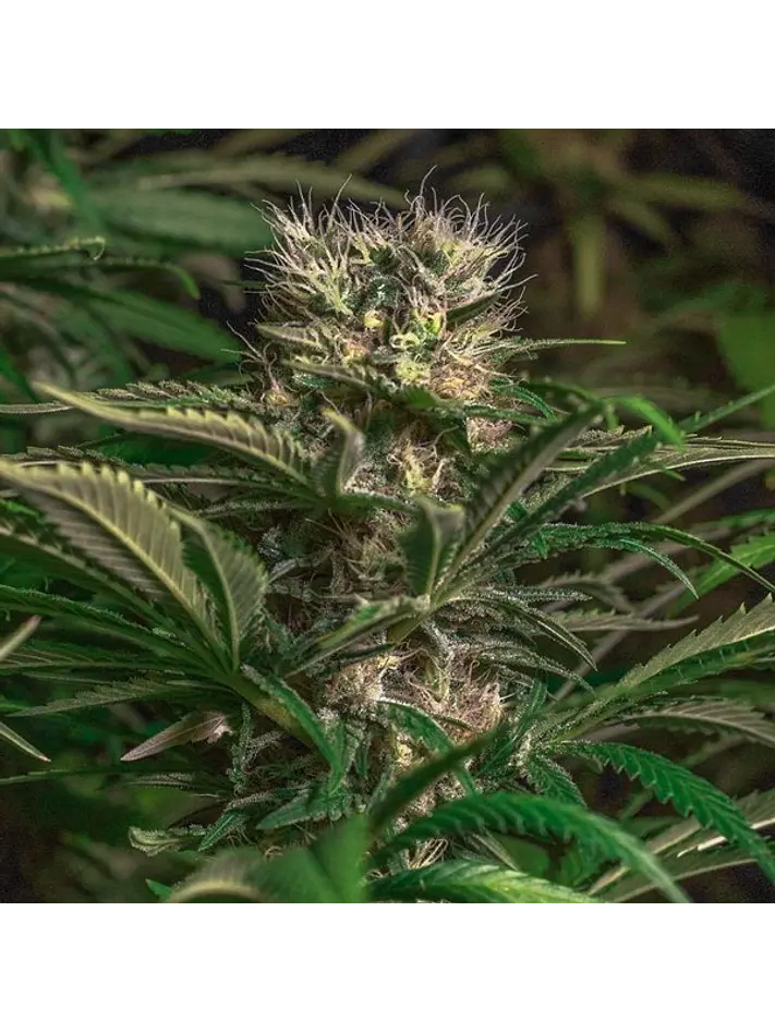 BLUE MAGIC FEM X3 - SPANISH PASSION SEEDS 1
