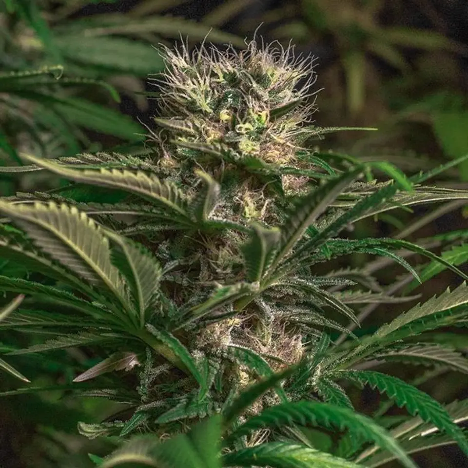 BLUE MAGIC FEM X3 - SPANISH PASSION SEEDS 1