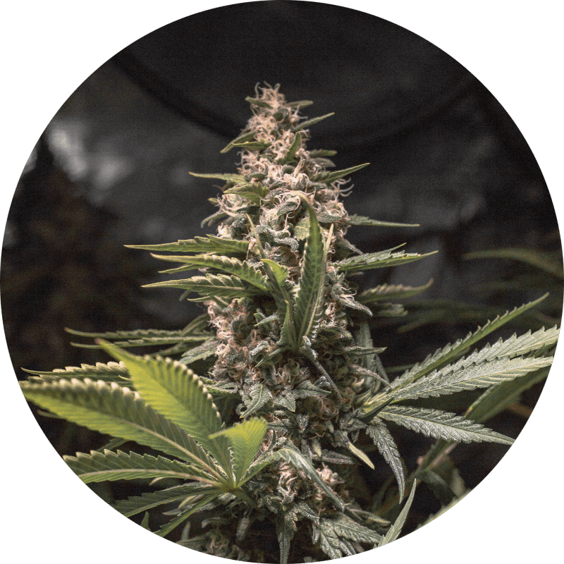 CHOCOLATE SPANISH CANDY FEM X3 - SPANISH PASSION SEEDS 1