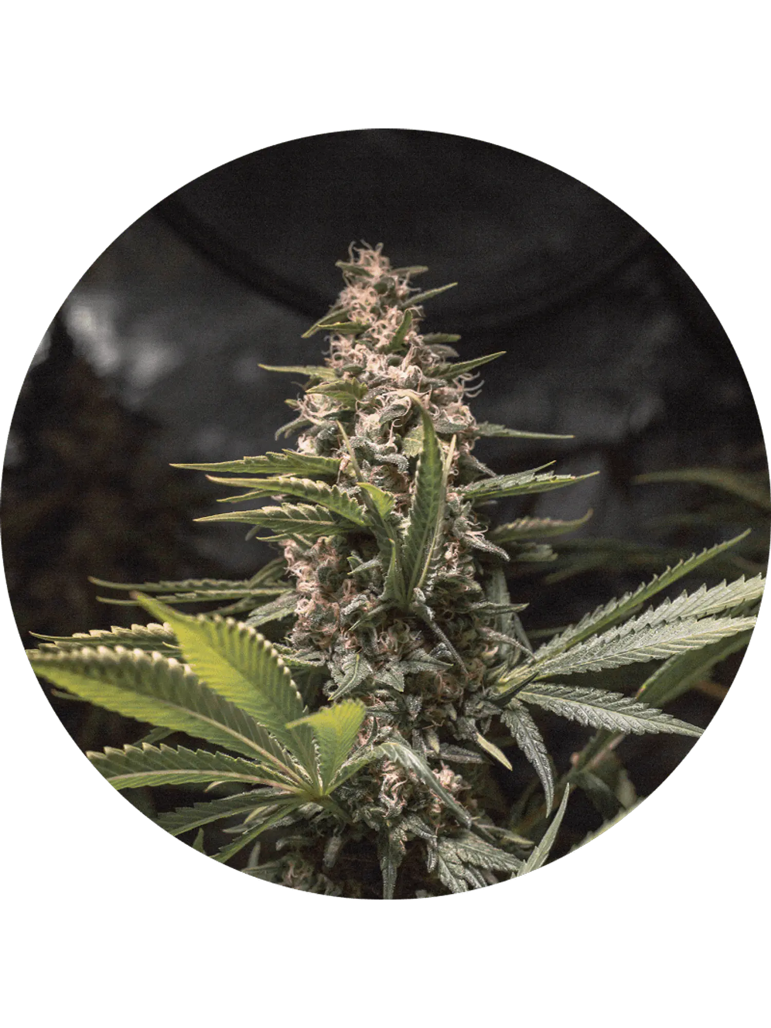 CHOCOLATE SPANISH CANDY FEM X3 - SPANISH PASSION SEEDS 1