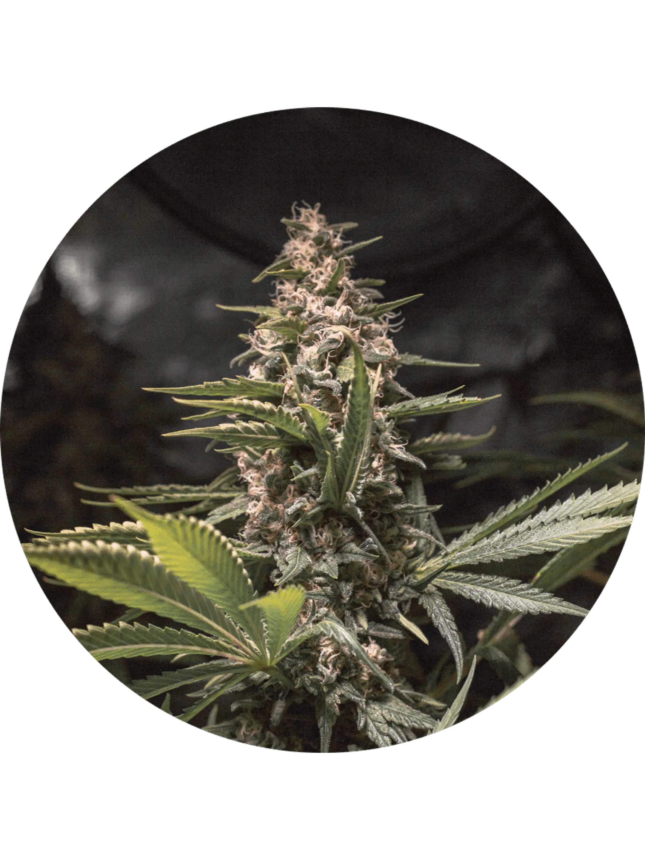 CHOCOLATE SPANISH CANDY FEM X3 - SPANISH PASSION SEEDS 1