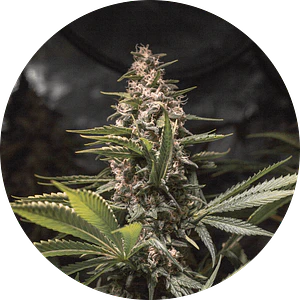 CHOCOLATE SPANISH CANDY FEM X3 - SPANISH PASSION SEEDS