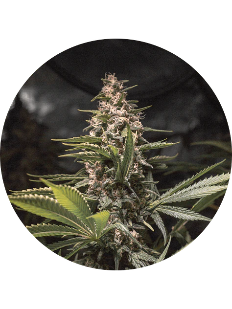 CHOCOLATE SPANISH CANDY FEM X3 - SPANISH PASSION SEEDS 1