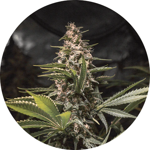CHOCOLATE SPANISH CANDY FEM X3 - SPANISH PASSION SEEDS