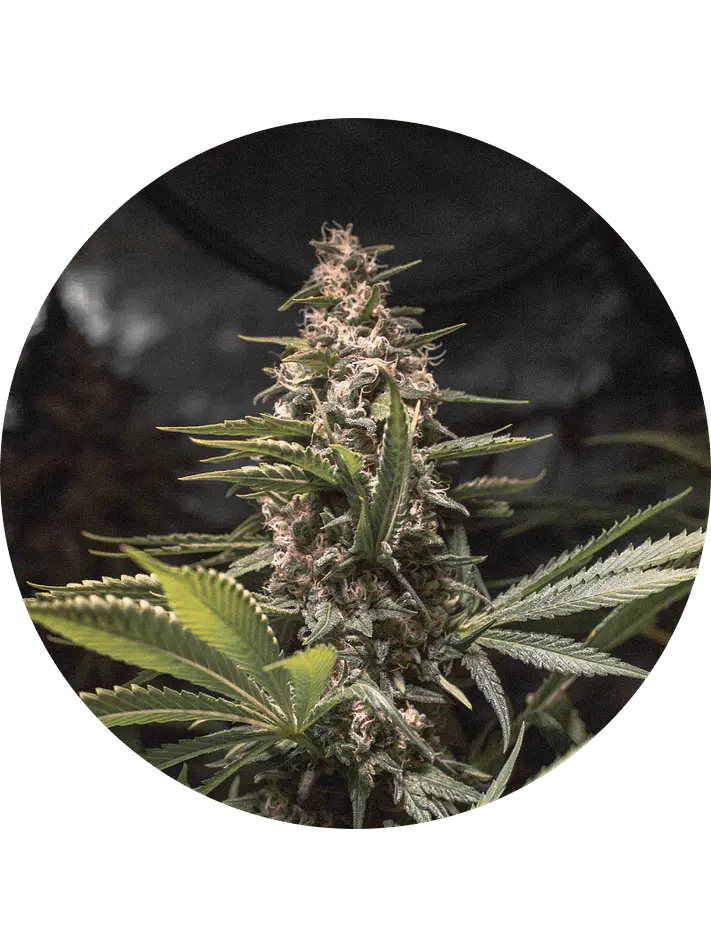 CHOCOLATE SPANISH CANDY FEM X3 - SPANISH PASSION SEEDS 1