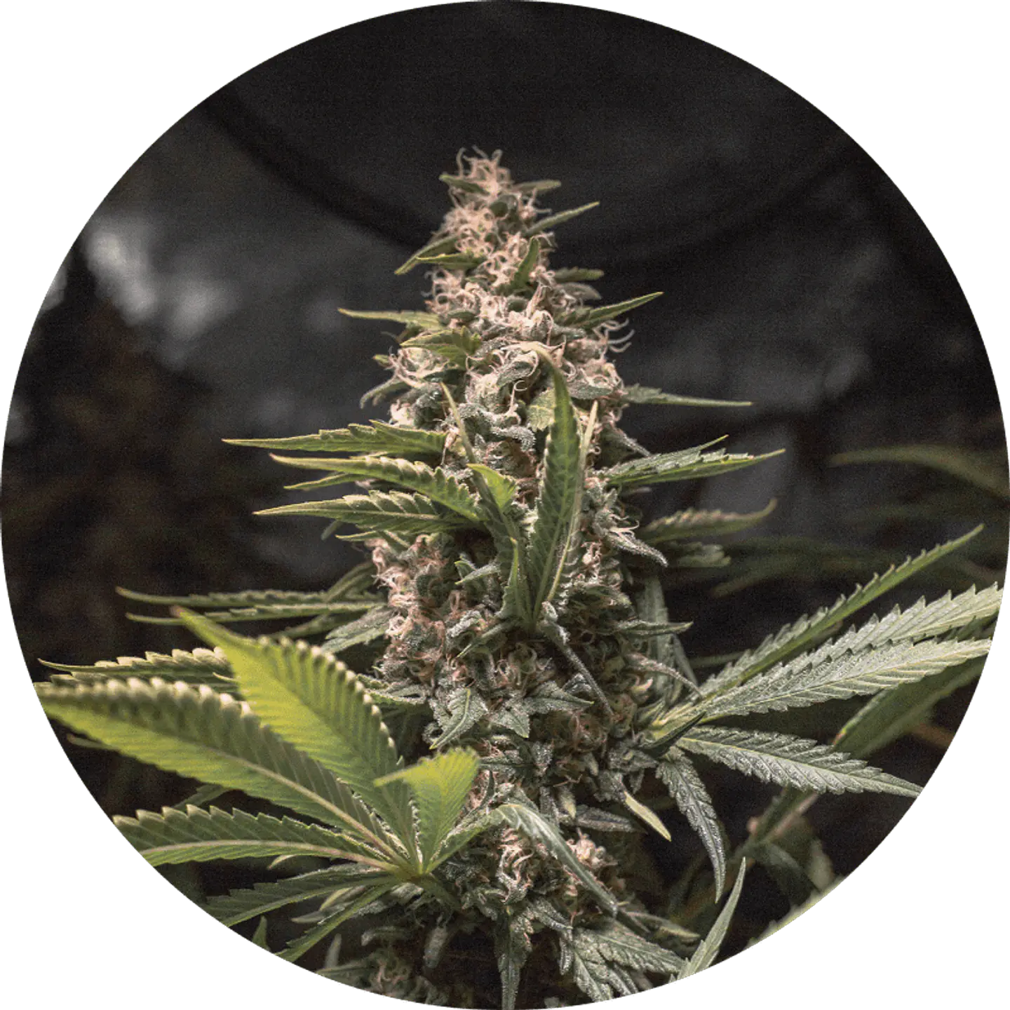 CHOCOLATE SPANISH CANDY FEM X3 - SPANISH PASSION SEEDS 1