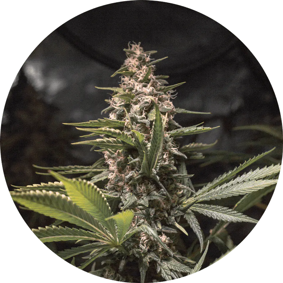 CHOCOLATE SPANISH CANDY FEM X3 - SPANISH PASSION SEEDS 1