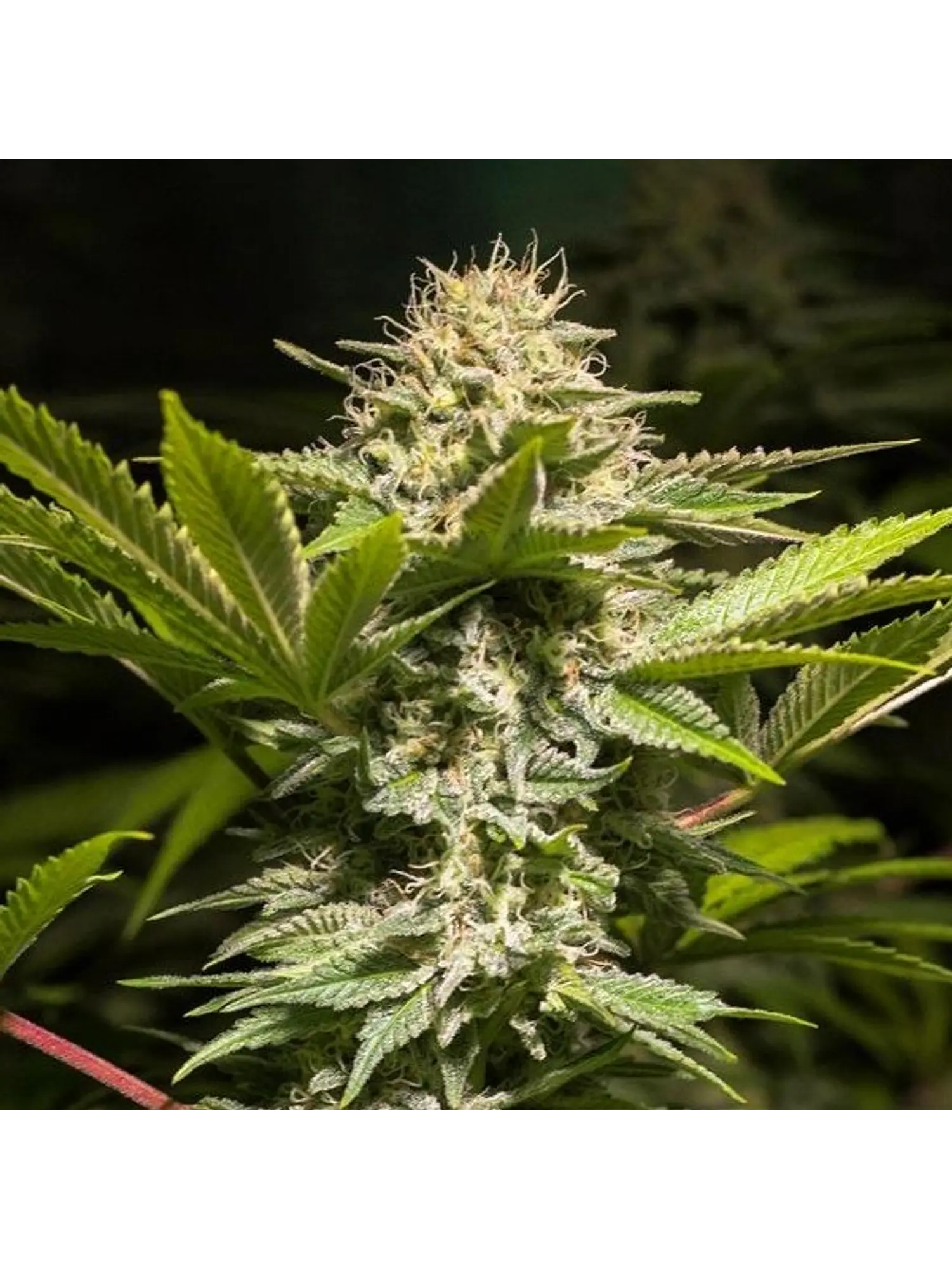 DULCE HIGH KICK FEM X3 - SPANISH PASSION SEEDS 1
