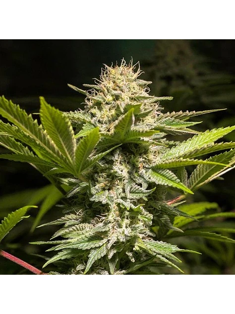 DULCE HIGH KICK FEM X3 - SPANISH PASSION SEEDS 1