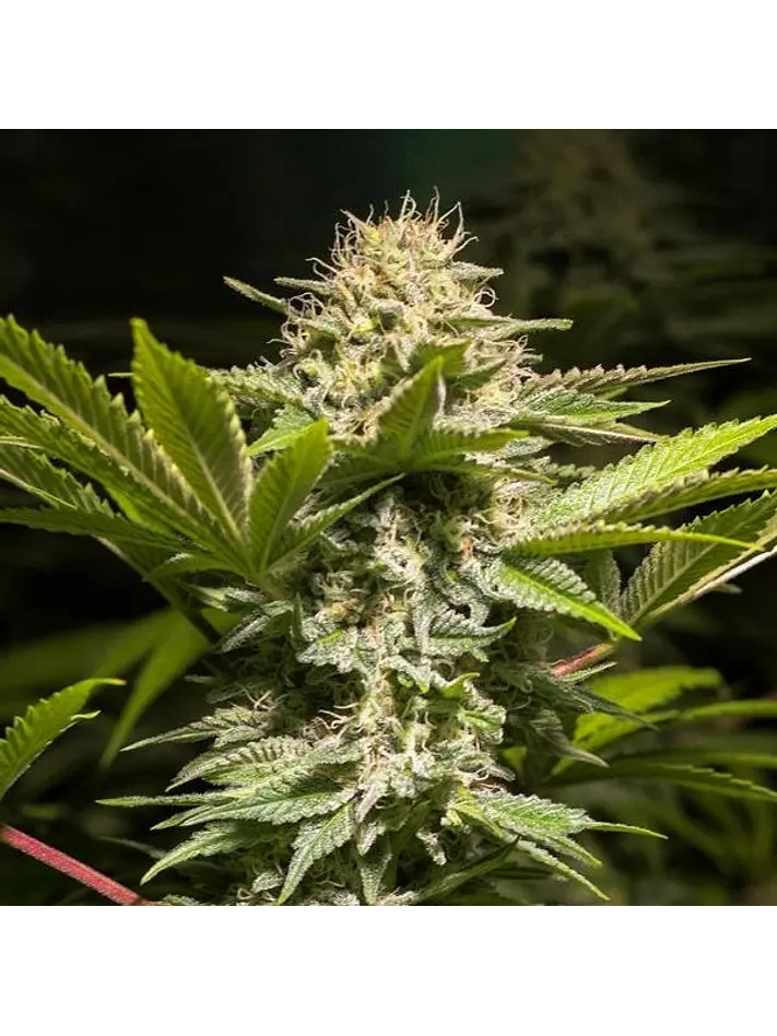 DULCE HIGH KICK FEM X3 - SPANISH PASSION SEEDS 1