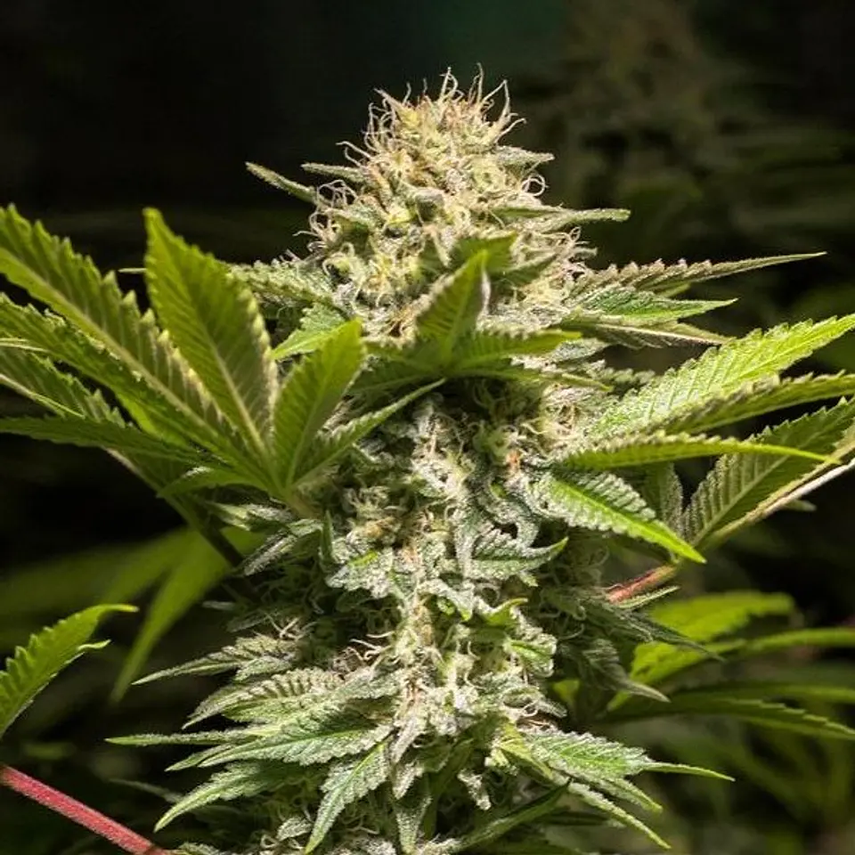 DULCE HIGH KICK FEM X3 - SPANISH PASSION SEEDS 1