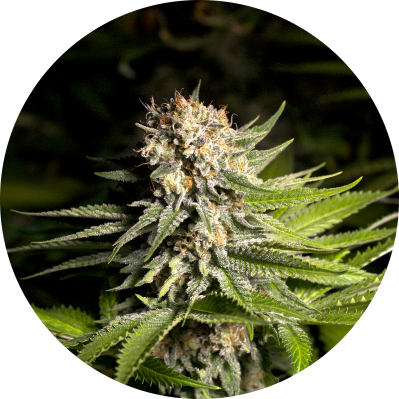 GIRL SCOUT COOKIES FEM X3 - SPANISH PASSION SEEDS 1
