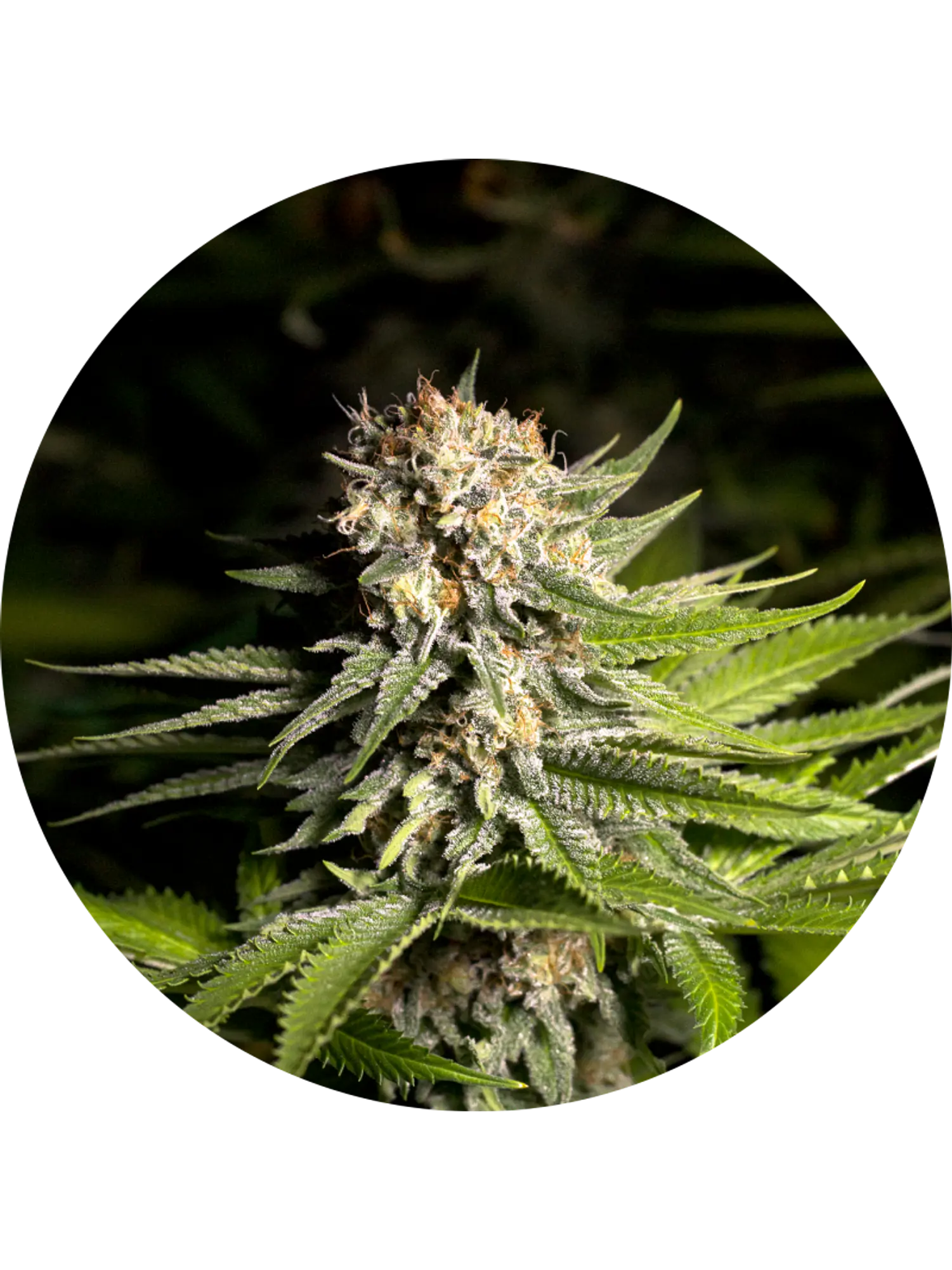 GIRL SCOUT COOKIES FEM X3 - SPANISH PASSION SEEDS 1