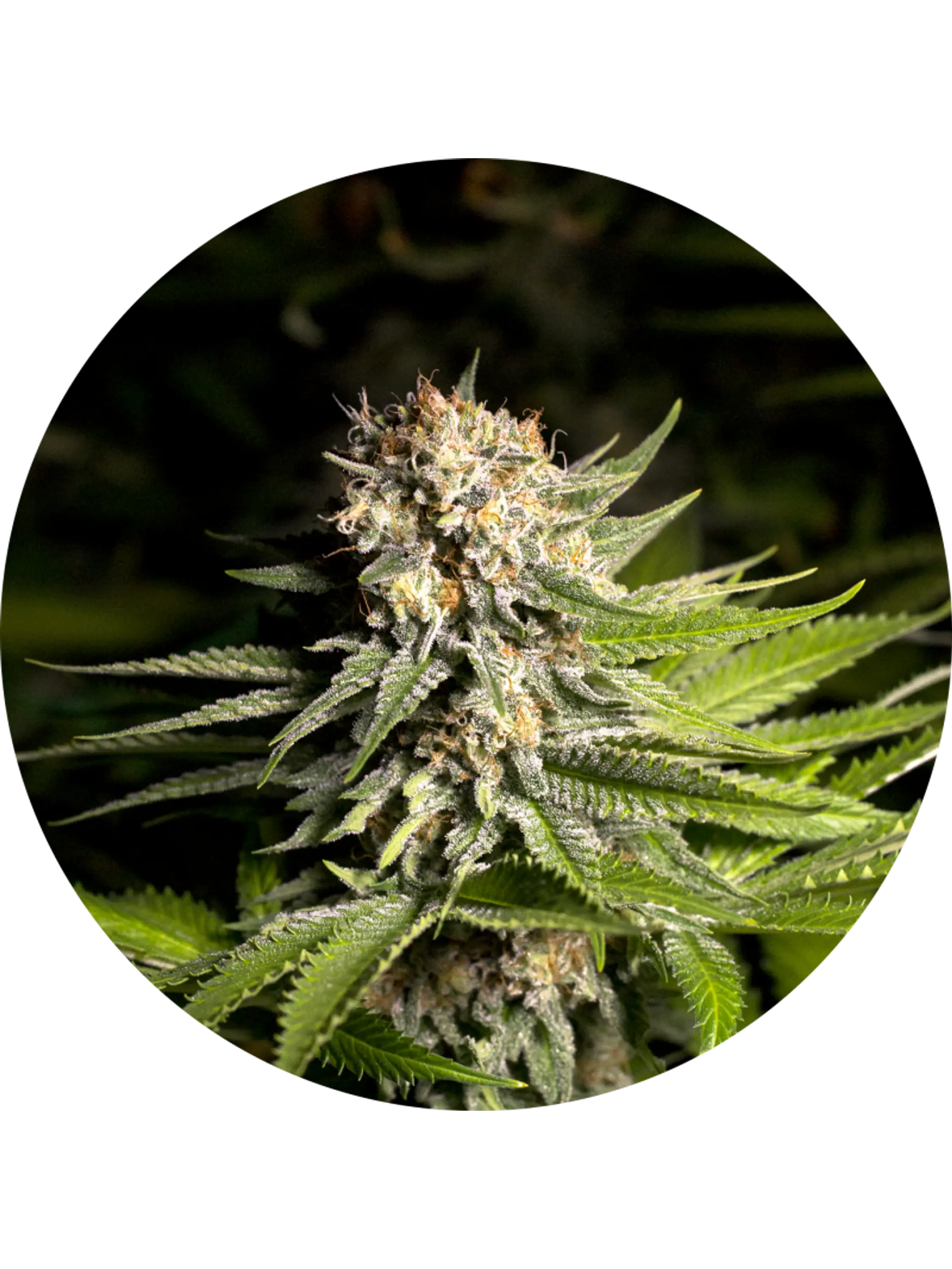 GIRL SCOUT COOKIES FEM X3 - SPANISH PASSION SEEDS 1