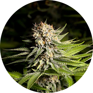 GIRL SCOUT COOKIES FEM X3 - SPANISH PASSION SEEDS