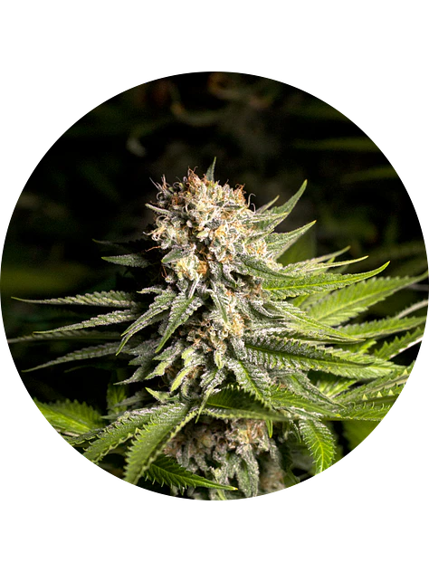 GIRL SCOUT COOKIES FEM X3 - SPANISH PASSION SEEDS 1