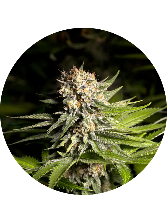 GIRL SCOUT COOKIES FEM X3 - SPANISH PASSION SEEDS 1