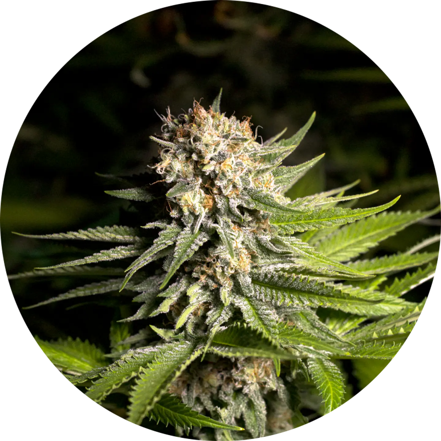 GIRL SCOUT COOKIES FEM X3 - SPANISH PASSION SEEDS 1