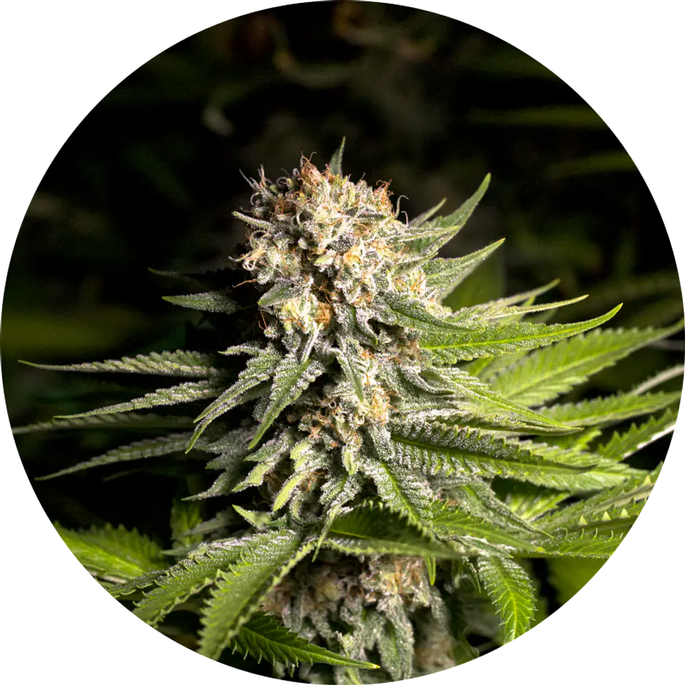 GIRL SCOUT COOKIES FEM X3 - SPANISH PASSION SEEDS 1