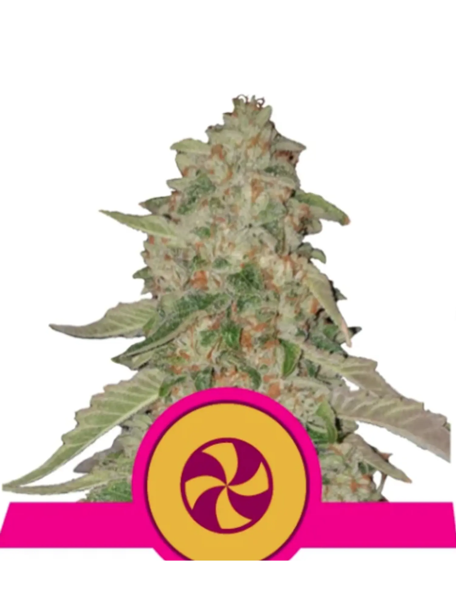 SWEET ZZ USA PREMIUM FEM X1 - ROYAL QUEEN SEEDS 1