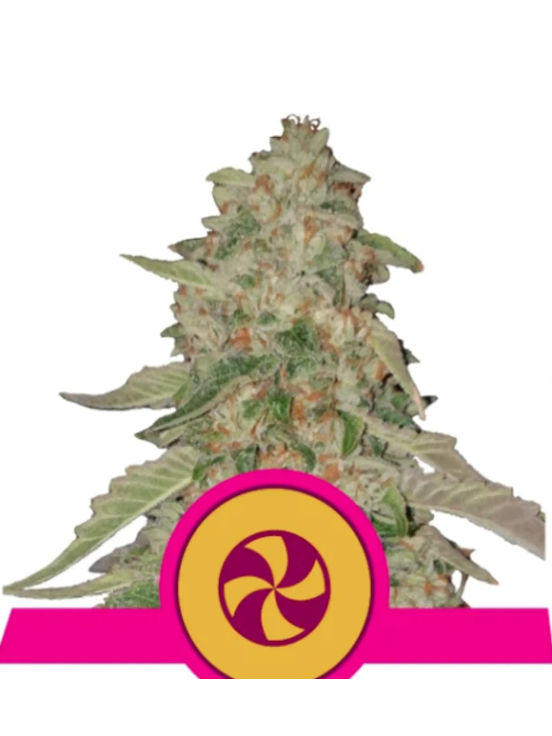 SWEET ZZ USA PREMIUM FEM X1 - ROYAL QUEEN SEEDS 1
