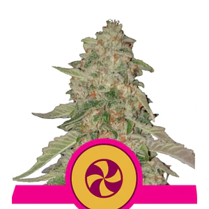 SWEET ZZ USA PREMIUM FEM X1 - ROYAL QUEEN SEEDS