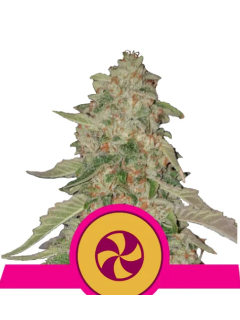 SWEET ZZ USA PREMIUM FEM X1 - ROYAL QUEEN SEEDS 1
