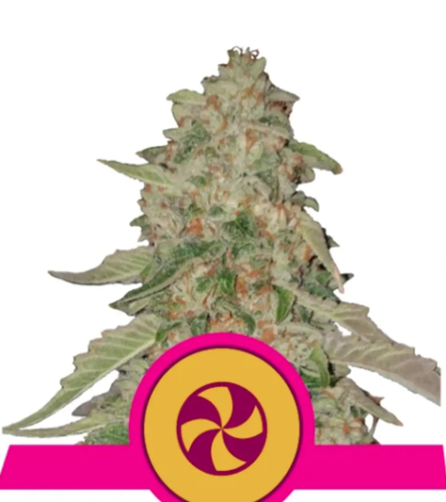 SWEET ZZ USA PREMIUM FEM (X1/X3) - ROYAL QUEEN SEEDS 1