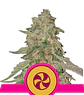 SWEET ZZ USA PREMIUM FEM (X1/X3) - ROYAL QUEEN SEEDS - Miniatura 1