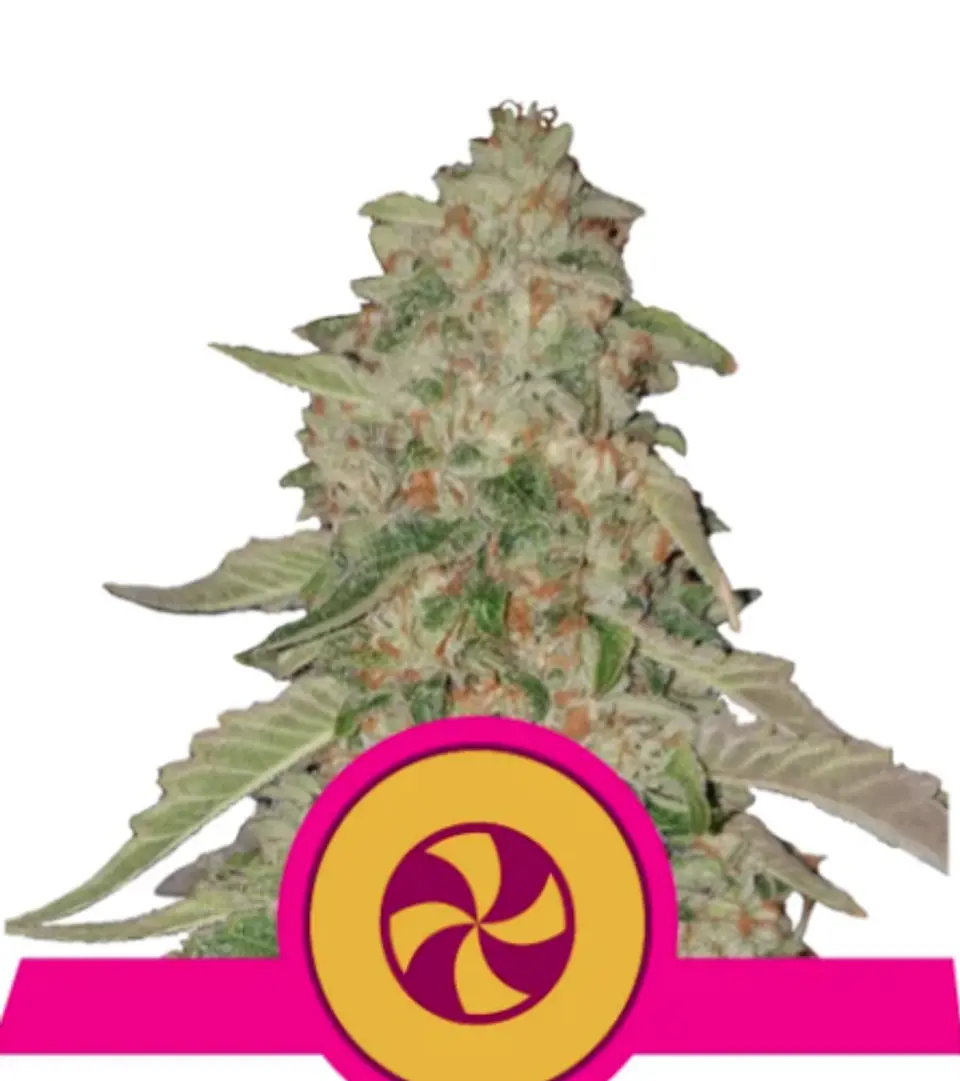 SWEET ZZ USA PREMIUM FEM (X1/X3) - ROYAL QUEEN SEEDS 1