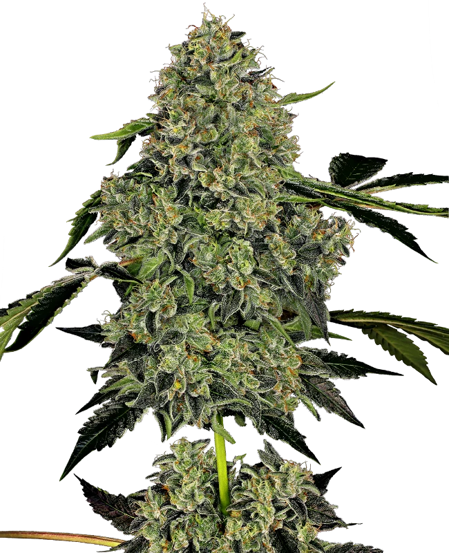 OG KUSH AUTO X3+1 WHITE LABEL BY SENSI SEEDS 1