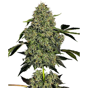 OG KUSH AUTO X3+1 WHITE LABEL BY SENSI SEEDS