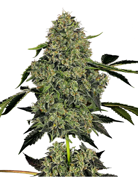 OG KUSH AUTO X3+1 WHITE LABEL BY SENSI SEEDS 1