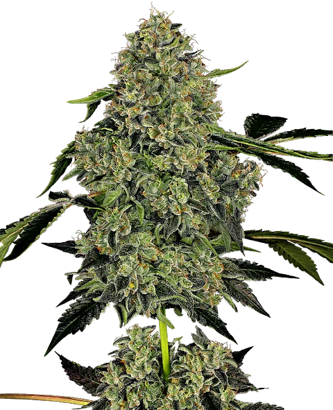 OG KUSH AUTO X3+1 WHITE LABEL BY SENSI SEEDS